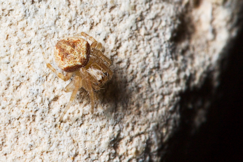 Araneus sturmi/triguttata